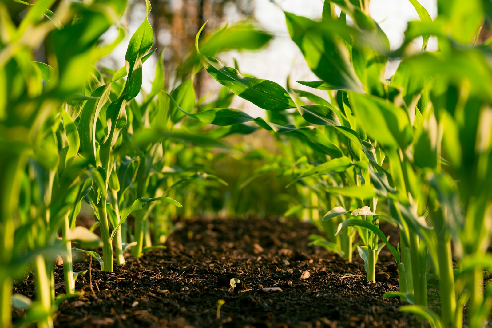 How to Improve Your Soil Naturally